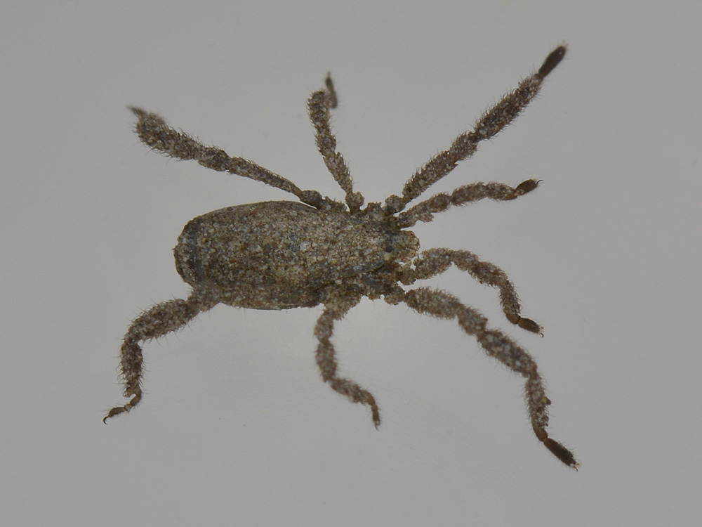 Cos''? Opiliones,  famiglia Trogulidae